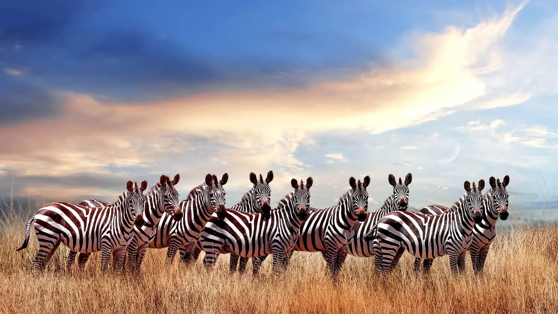 Groupe de Zèbres dans la savanne tanzanienne
