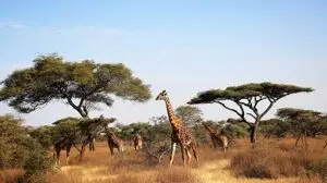 Girafes dans la savanne du Serengeti