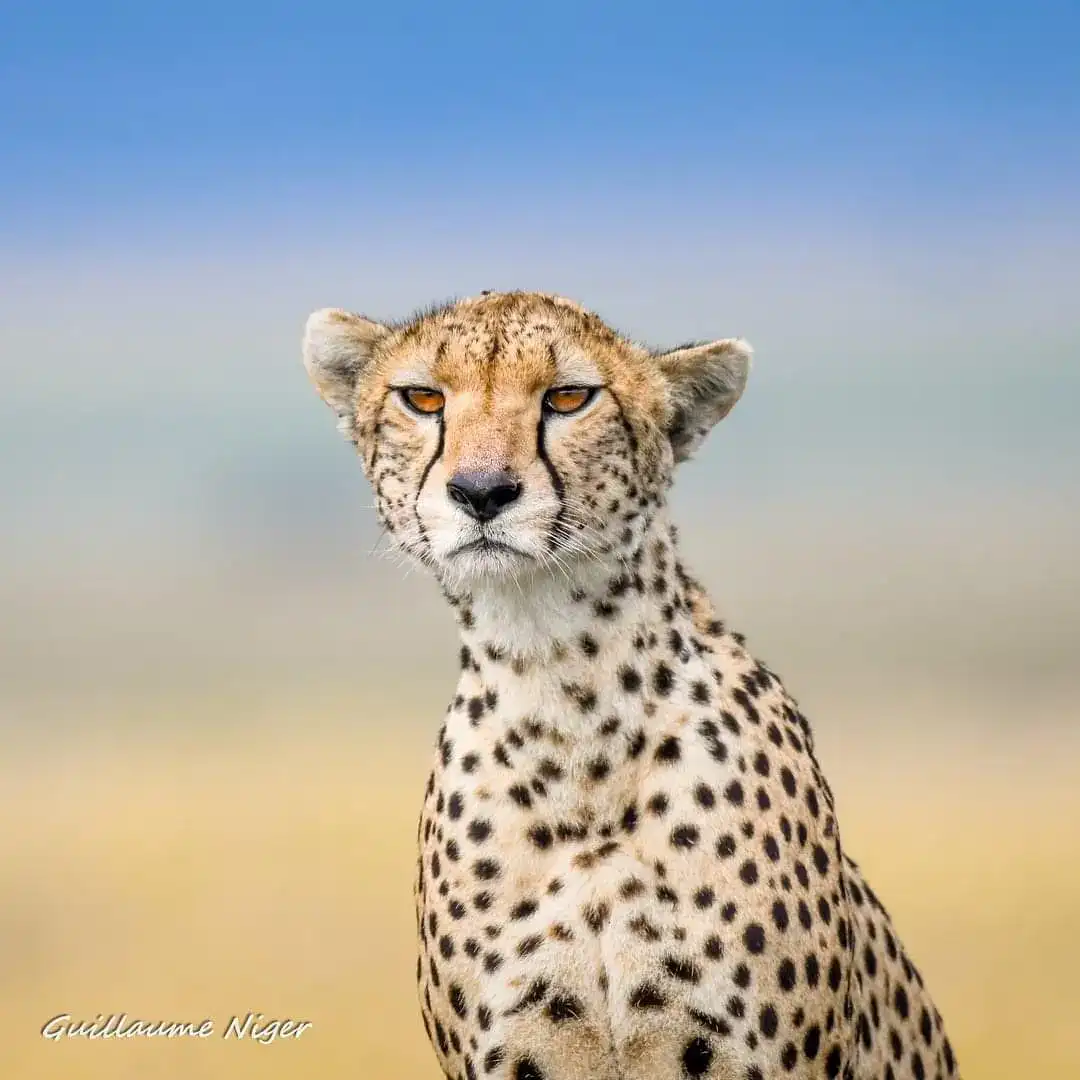 Guépard photographié par Guillaume Niger