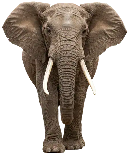 Elephant male dans le parc de Tarangire