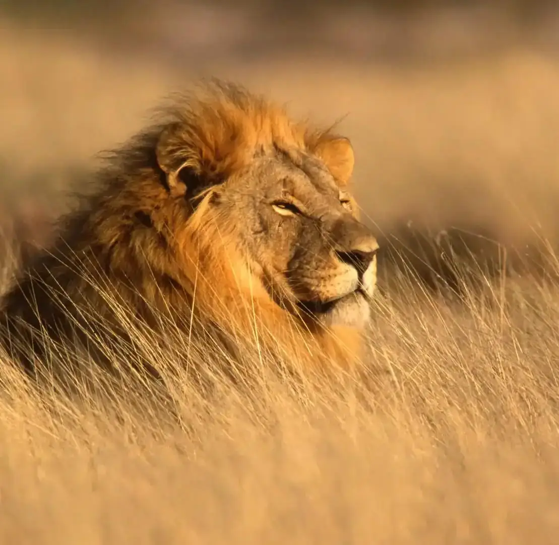 Lion au soleil dans le serengeti