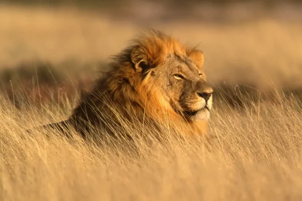 Lion male observé lors d'un safari de Joseph Wildlife Tanzania